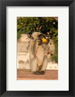 Langur Monkey holding a banana, Amber Fort, Jaipur, Rajasthan, India Fine Art Print