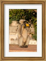 Langur Monkey holding a banana, Amber Fort, Jaipur, Rajasthan, India Fine Art Print