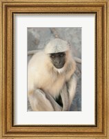 Langur Monkey, Amber Fort, Jaipur, Rajasthan, India Fine Art Print