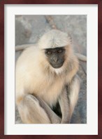 Langur Monkey, Amber Fort, Jaipur, Rajasthan, India Fine Art Print