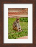 Monkey, Uttar Pradesh, India Fine Art Print