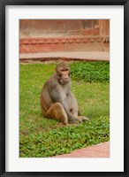 Monkey, Uttar Pradesh, India Fine Art Print