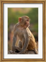 Young Rhesus monkey, Monkey Temple, Jaipur, Rajasthan, India Fine Art Print