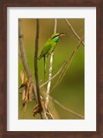 Green Bee-Eater, Madhya Pradesh, Kanha National Park, India Fine Art Print