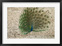 Indian Peafowl, Bandhavgarh National Park, India Fine Art Print