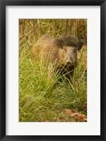 Indian Wild Boar, Madhya Pradesh, Kanha National Park, India Fine Art Print