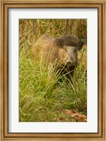 Indian Wild Boar, Madhya Pradesh, Kanha National Park, India Fine Art Print