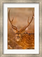 Spotted Deer, Madhya Pradesh, Kanha National Park, India Fine Art Print