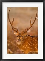 Spotted Deer, Madhya Pradesh, Kanha National Park, India Fine Art Print