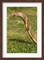 King Cobra snake, South East Captive Fine Art Print