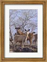 Alert Sambars, Ranthambhor National Park, India Fine Art Print