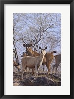 Alert Sambars, Ranthambhor National Park, India Fine Art Print