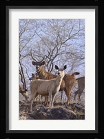Alert Sambars, Ranthambhor National Park, India Fine Art Print