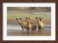 Alert Sanbar deers, Ranthambhor National Park, India Fine Art Print