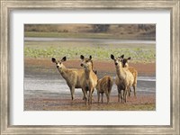Alert Sanbar deers, Ranthambhor National Park, India Fine Art Print