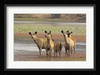 Alert Sanbar deers, Ranthambhor National Park, India Fine Art Print