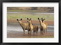 Alert Sanbar deers, Ranthambhor National Park, India Fine Art Print