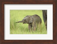 Asian Elephant,Corbett National Park, Uttaranchal, India Fine Art Print