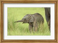 Asian Elephant,Corbett National Park, Uttaranchal, India Fine Art Print