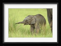 Asian Elephant,Corbett National Park, Uttaranchal, India Fine Art Print