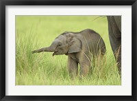 Asian Elephant,Corbett National Park, Uttaranchal, India Fine Art Print