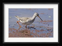 Bird, Redshank, Ranthambhor National Park, India Fine Art Print