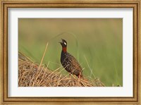 Black Partridge bird, Corbett NP, Uttaranchal, India Fine Art Print