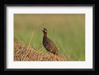 Black Partridge bird, Corbett NP, Uttaranchal, India Fine Art Print