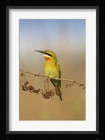 Bluetailed Bee eater, Corbett NP, Uttaranchal, India Fine Art Print