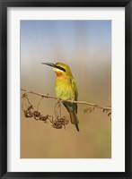 Bluetailed Bee eater, Corbett NP, Uttaranchal, India Fine Art Print