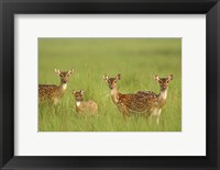 Chital Deer wildlife, Corbett NP, Uttaranchal, India Fine Art Print