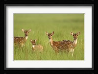 Chital Deer wildlife, Corbett NP, Uttaranchal, India Fine Art Print