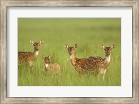 Chital Deer wildlife, Corbett NP, Uttaranchal, India Fine Art Print