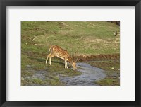 Chital wildlife, Corbett NP, Uttaranchal, India Fine Art Print