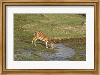 Chital wildlife, Corbett NP, Uttaranchal, India Fine Art Print