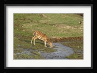 Chital wildlife, Corbett NP, Uttaranchal, India Fine Art Print