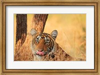 Close up of Royal Bengal Tiger, Ranthambhor National Park, India Fine Art Print