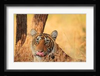 Close up of Royal Bengal Tiger, Ranthambhor National Park, India Fine Art Print