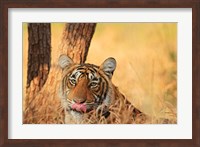 Close up of Royal Bengal Tiger, Ranthambhor National Park, India Fine Art Print