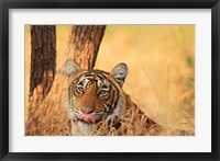 Close up of Royal Bengal Tiger, Ranthambhor National Park, India Fine Art Print