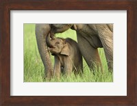 Elephant and Young, Corbett National Park, Uttaranchal, India Fine Art Print
