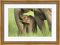 Elephant and Young, Corbett National Park, Uttaranchal, India Fine Art Print