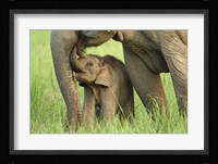 Elephant and Young, Corbett National Park, Uttaranchal, India Fine Art Print