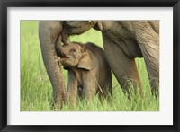Elephant and Young, Corbett National Park, Uttaranchal, India Fine Art Print