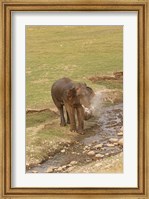 Elephant at waterhole, Corbett NP, Uttaranchal, India Fine Art Print