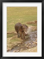 Elephant at waterhole, Corbett NP, Uttaranchal, India Fine Art Print