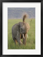 Elephant dust bath, Corbett NP, Uttaranchal, India Fine Art Print