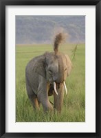Elephant dust bath, Corbett NP, Uttaranchal, India Fine Art Print