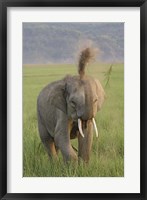 Elephant dust bath, Corbett NP, Uttaranchal, India Fine Art Print