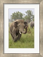 Elephant Greeting, Corbett National Park, Uttaranchal, India Fine Art Print
